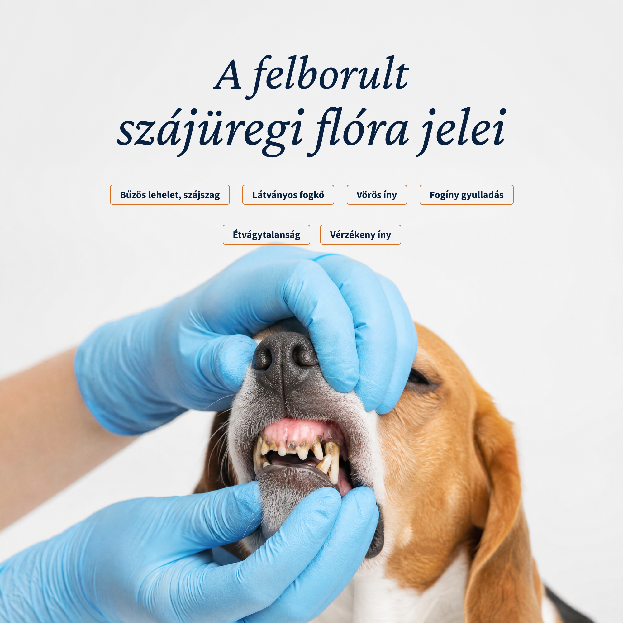 Pawora™ szájüregi ápoló olaj (100 ml)
